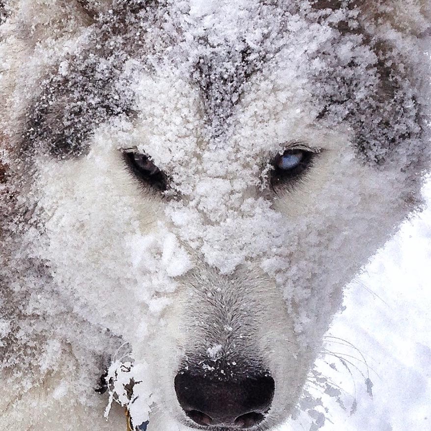 Loki the Wolfdog covered in snow - GoWorx Blog