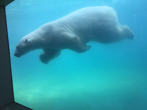 polar bear swimming photo by Laura Lee Fritz