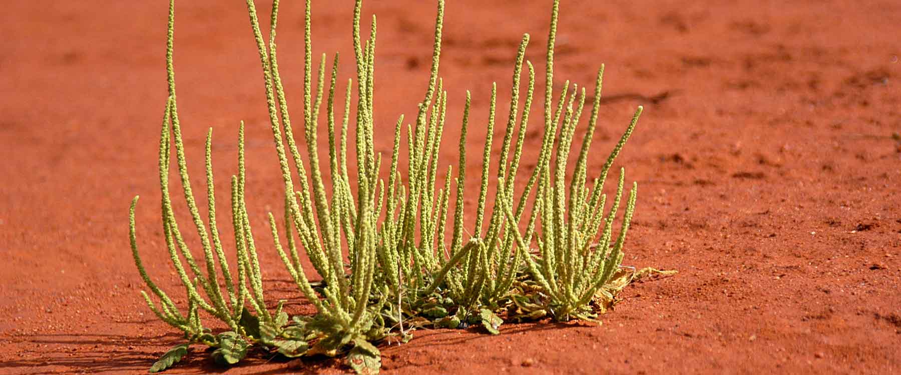 Alpar (Rat Tail) plant growing in Central Australia
