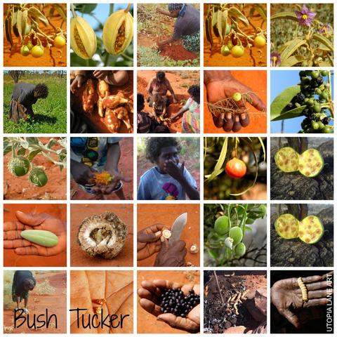 Collage of Australian bush tucker