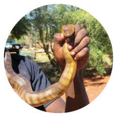 Young man holds snake by neck