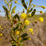 Ilyarnayt Flower