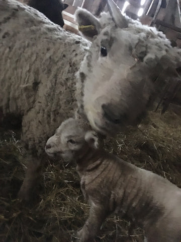 Mom and baby sheep