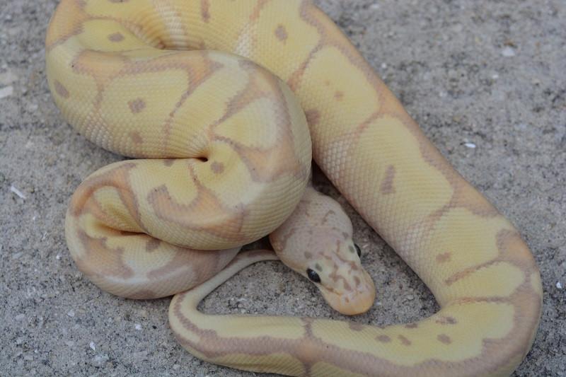 baby super pastel ball python