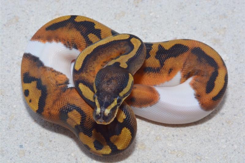 scaleless ball python