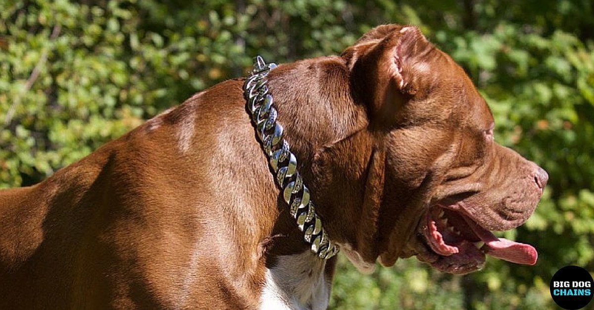 hulk pitbull gold chain