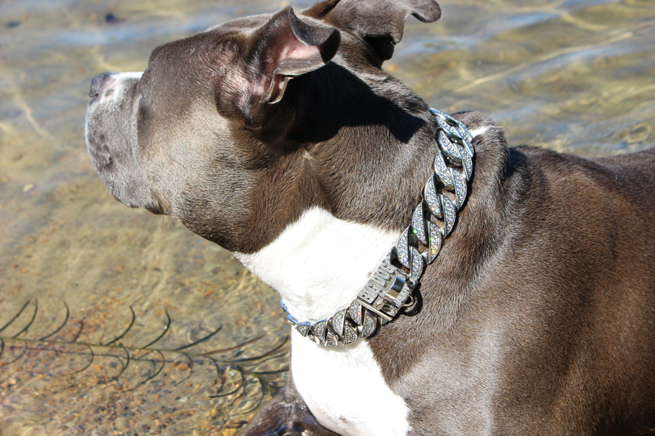 real diamond dog collar