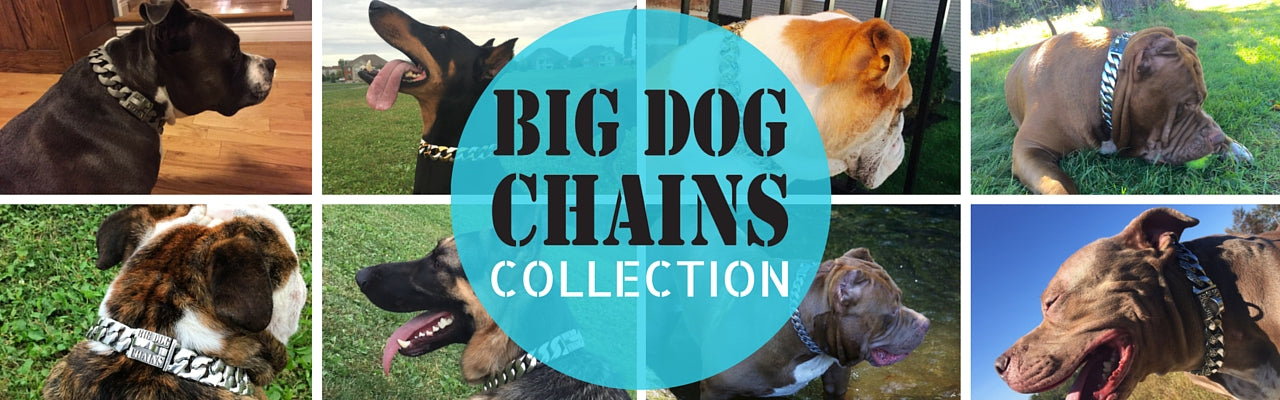 BIG DOG CHAINS DOG COLLARS stainless steel gold dog collar online store pet shop collar pitbull large dog collars bully collars rottweiler doberman dog collar Bull Mastiff quality collar bulldog bully large DOG COLLAR