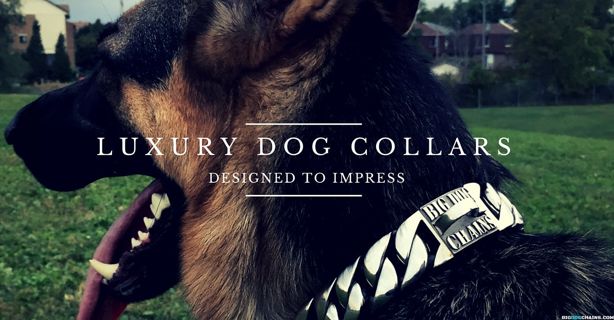 Caesar XL Large Designer Dog Collar - BIG DOG CHAINS
