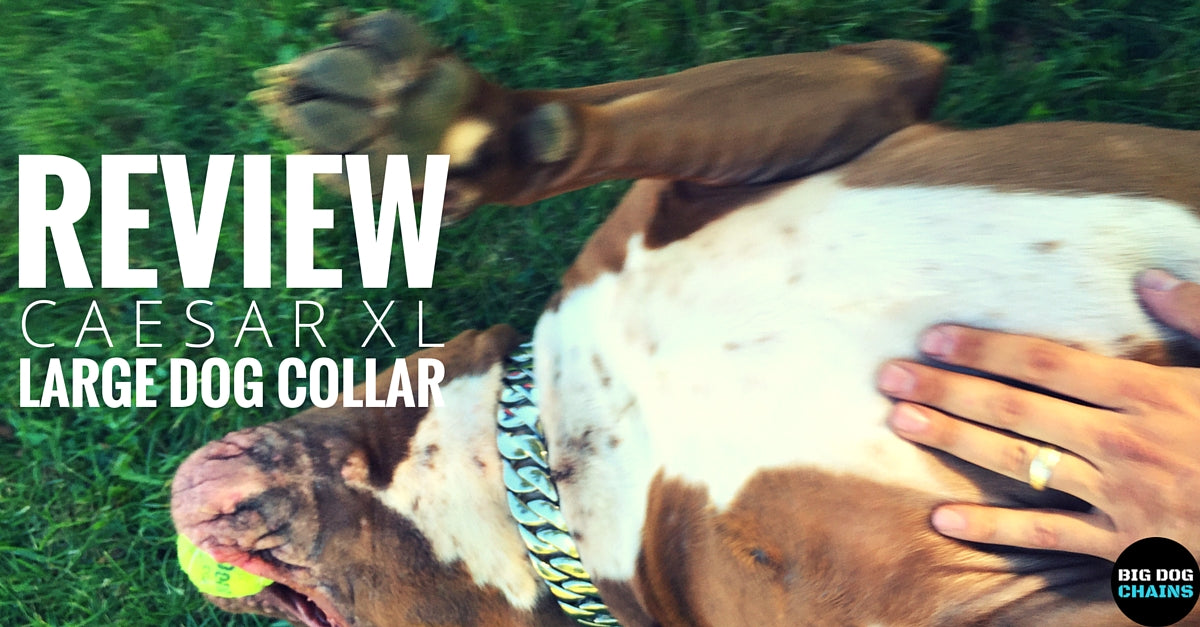 Caesar XL Large Dog Collar - BIG DOG CHAINS