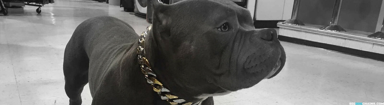 Capone Luxury Custom Gold Dog Collar - BIG DOG CHAINS