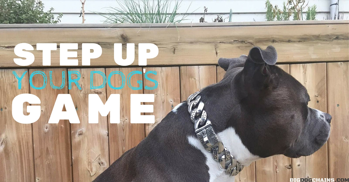 BIG DOG CHAINS | Rocky Dog Collar | $299.99 | Luxury Designer Dog Collar Stainless steel collar two tone collar large collar designer dog jewelry