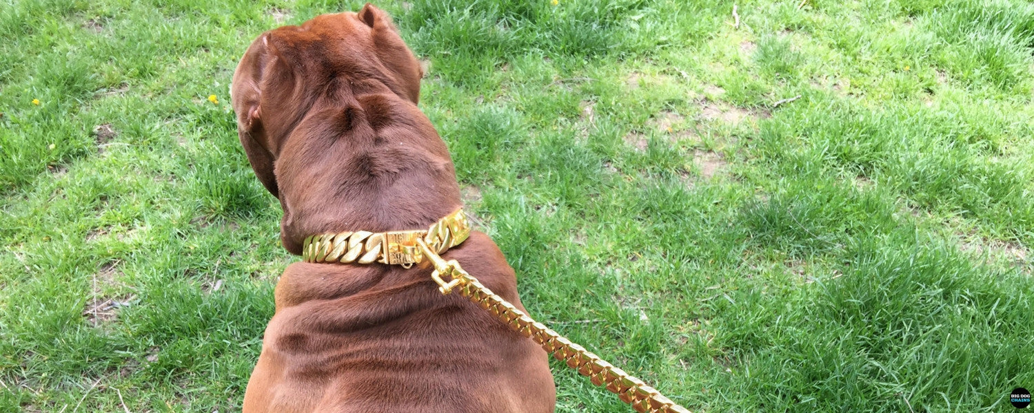 Gold Cuban Link Leash for Large Dogs Pit Bulls XL Bullies Unique Gold Leads and Dog Collars for English Bulldogs Dogo Angentino Leashes - BIG DOG CHAINS - 3