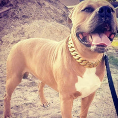Kilo Large Gold Dog Collar - BIG DOG CHAINS