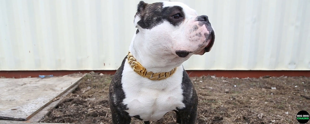 Gold Large Dog collar -  BIG DOG CHAINS