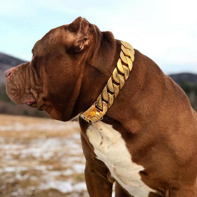 Luxury Gold Dog Collars and Leashes 