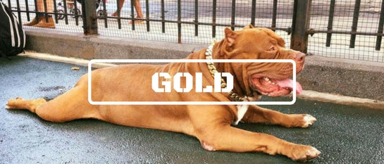 Metal Dog Collar Gold Finish - BIG DOG CHAINS
