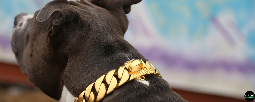 KILO large gold dog collar - BIG DOG CHAINS