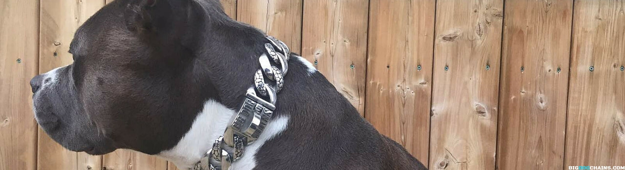 Rocky Designer Custom Dog Collar - BIG DOG CHAINS