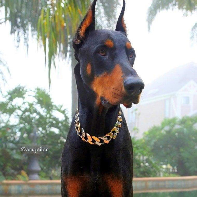 doberman with gold chain