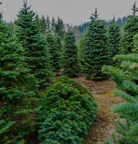 Weihnachtsbaum als Souvenir für ihre Firmenfeier