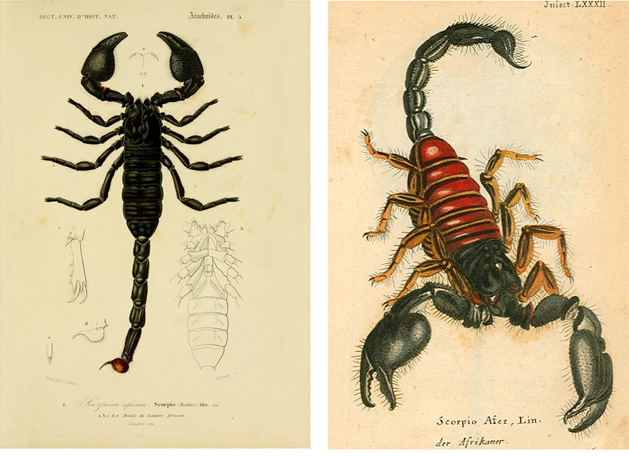 Scorpion Illustration