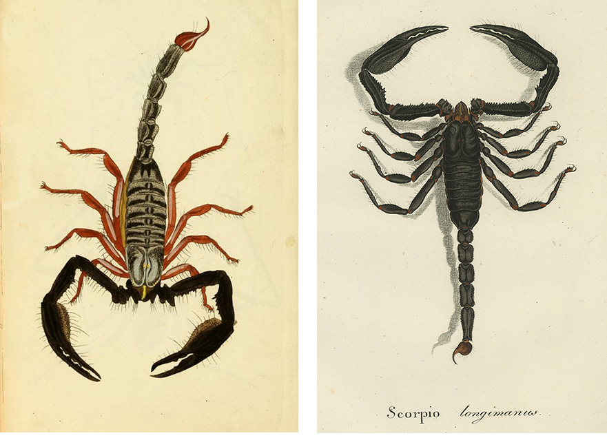 Scorpion Illustration