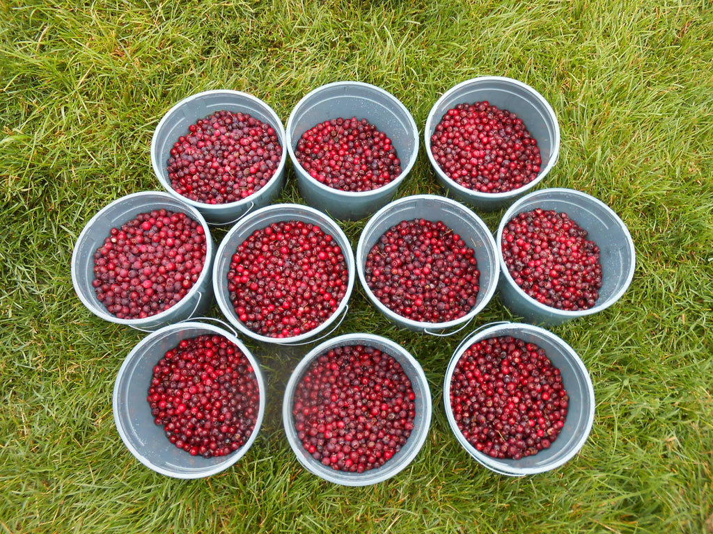 Juneberry Serviceberry Amelanchier Canadensis 25 Bare Root Seedlin Forest Agriculture Enterprises