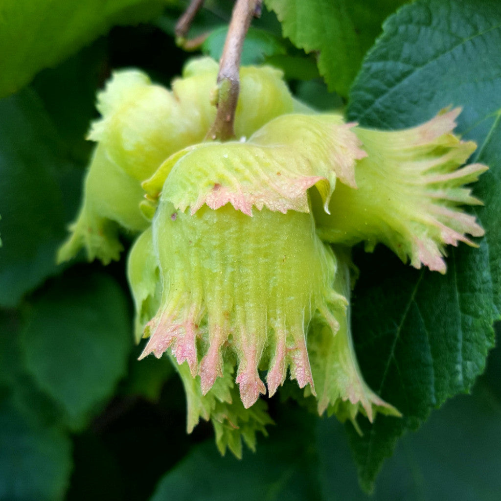 Selected Seedling Hybrid Hazelnuts (Corylus spp. hybrids); Zone 3, 25