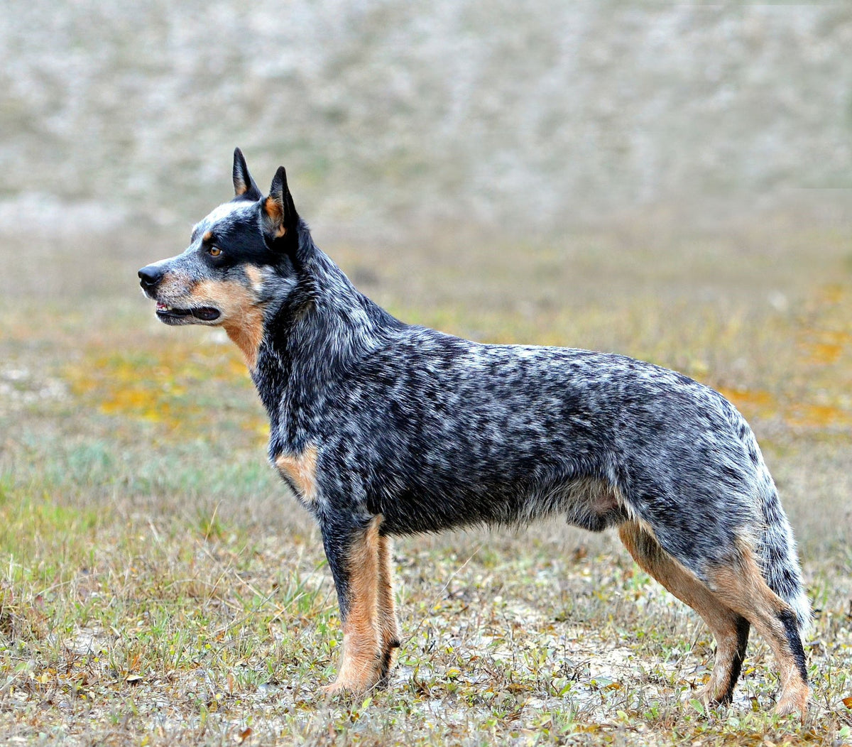 what age do cattle dog puppies ears stand