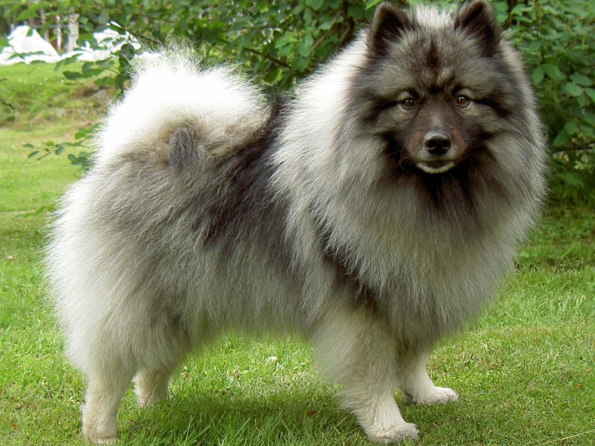 what breeds make a keeshond