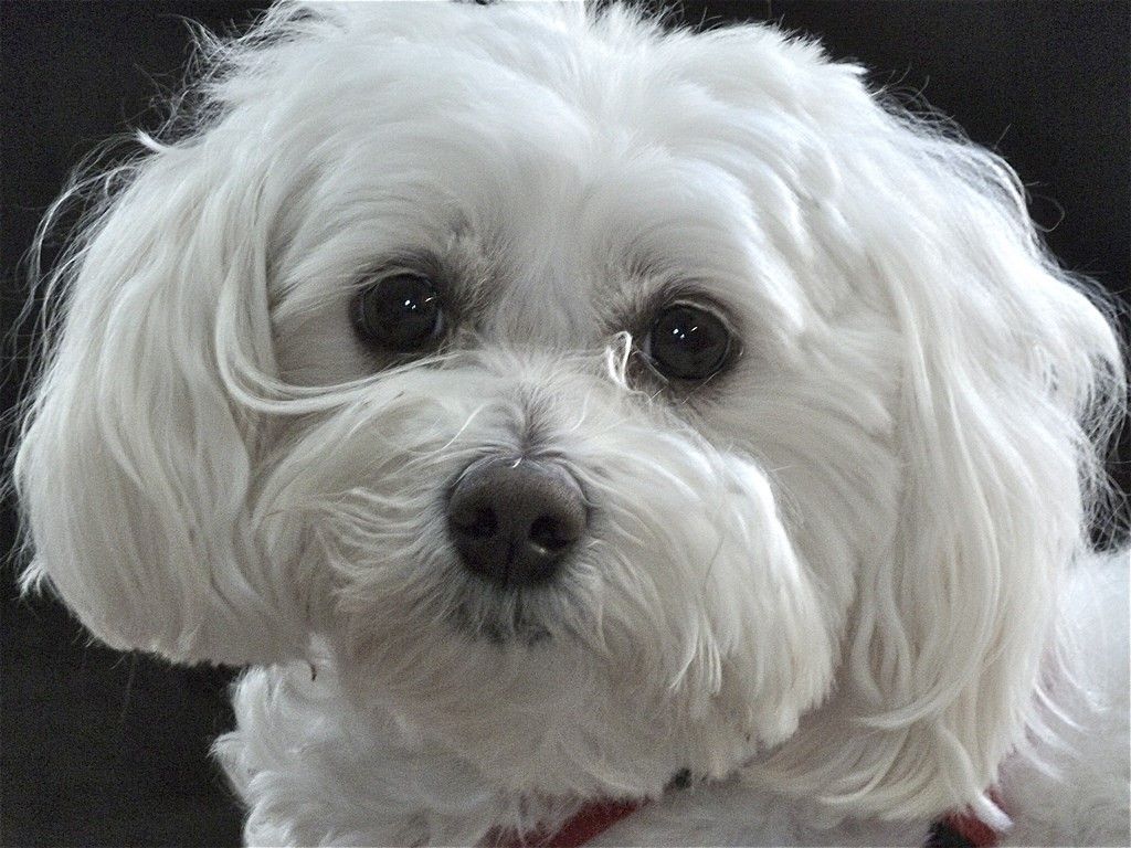 maltipoo long hair