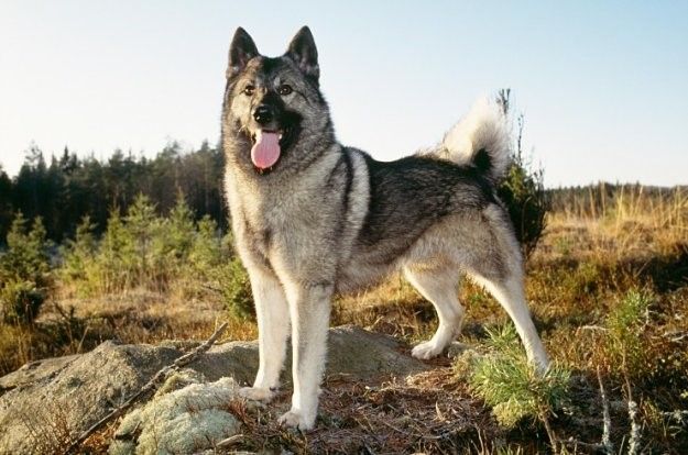 what are norwegian elkhounds used for
