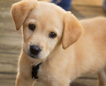 Dog Crate Training from the dog's perspective