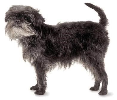 Affenpinscher dog crate size