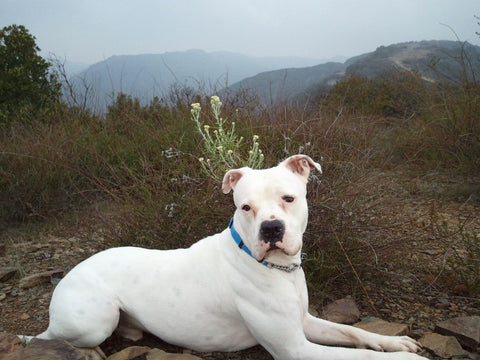 American Bulldog