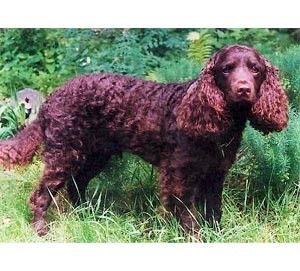 American Water Spaniel dog crate size