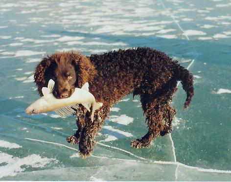 American Water Spaniel - Fun facts and Crate Size