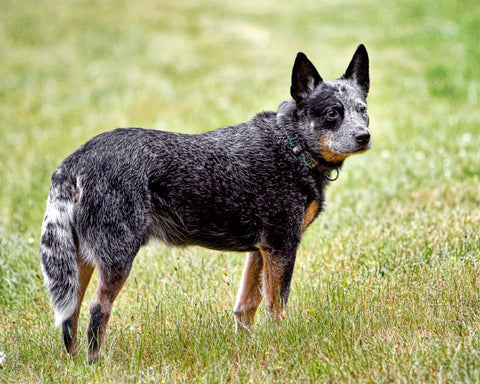 Australian Cattle Dog - Fun Facts and Crate Size