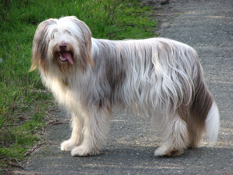 Bearded Collie dog crate size