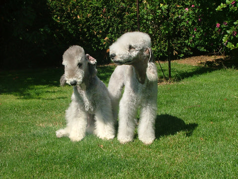 Bedlington Terrier - Fun Facts and Crate Size