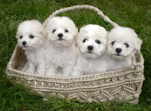 Bichon Frise - Fun Facts and Crate Size