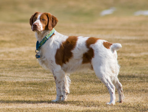 Brittany Spaniel - Fun Facts and Crate Sizes