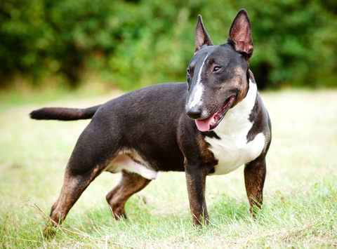 Bull Terrier - Fun Facts and Crate Size