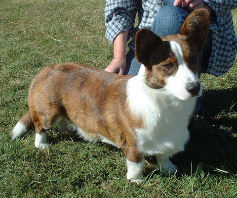 Cardigan Welsh Corgi - Fun Facts and Crate Size