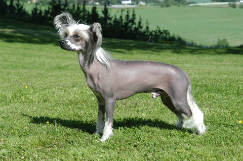 Chinese Crested - Fun Facts and Crate Size