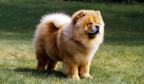 Chow Chow dog crate size