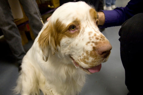 Clumber Spaniel - Fun Facts and Crate Size