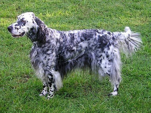 English Setter - Fun Facts and Crate Size