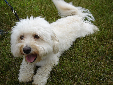 Havanese - Fun Facts and Crate Size